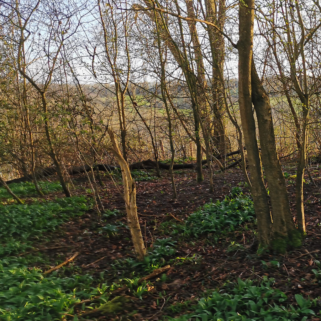 Bath Foraging Walks