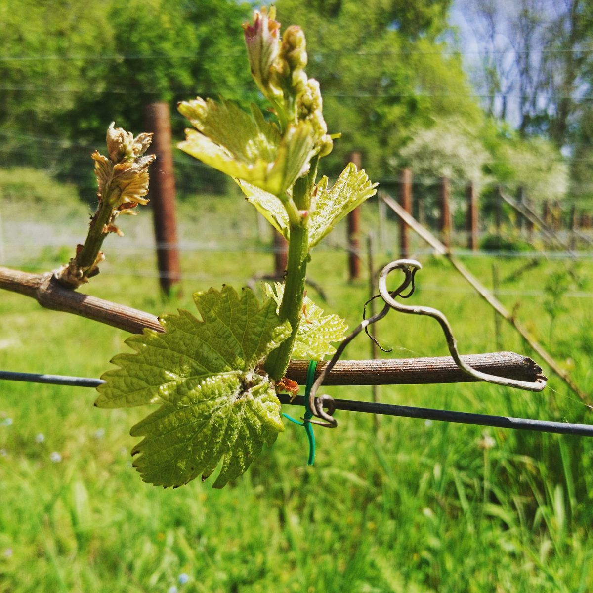 Vineyard Bath