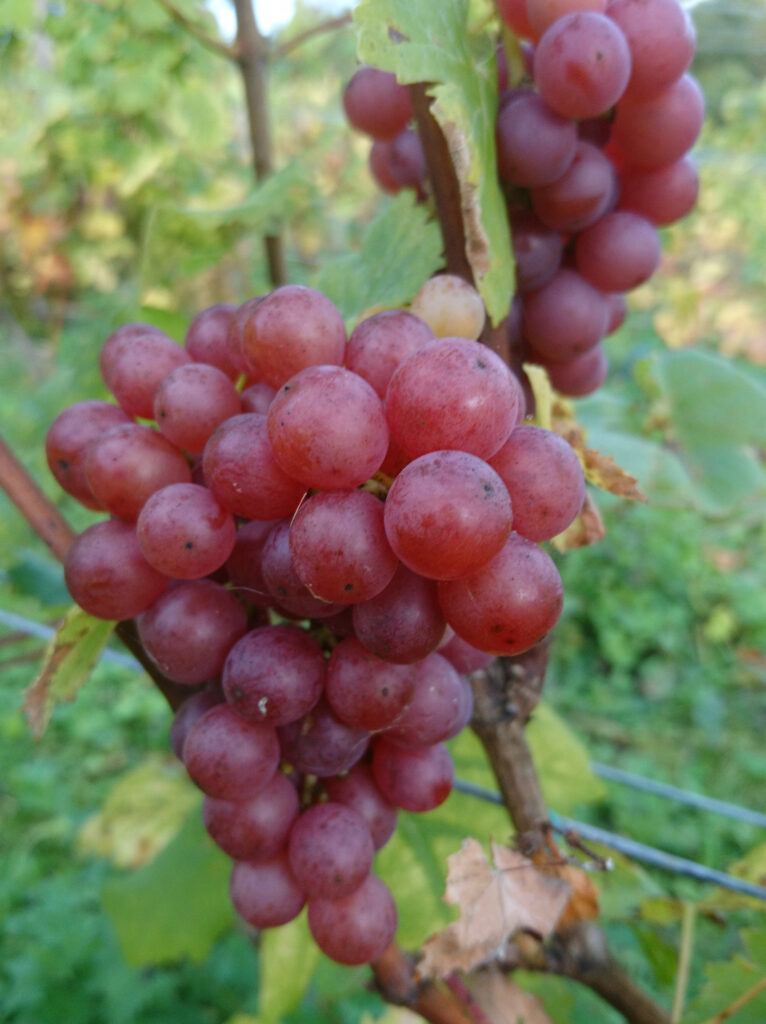 Vineyard Grapes