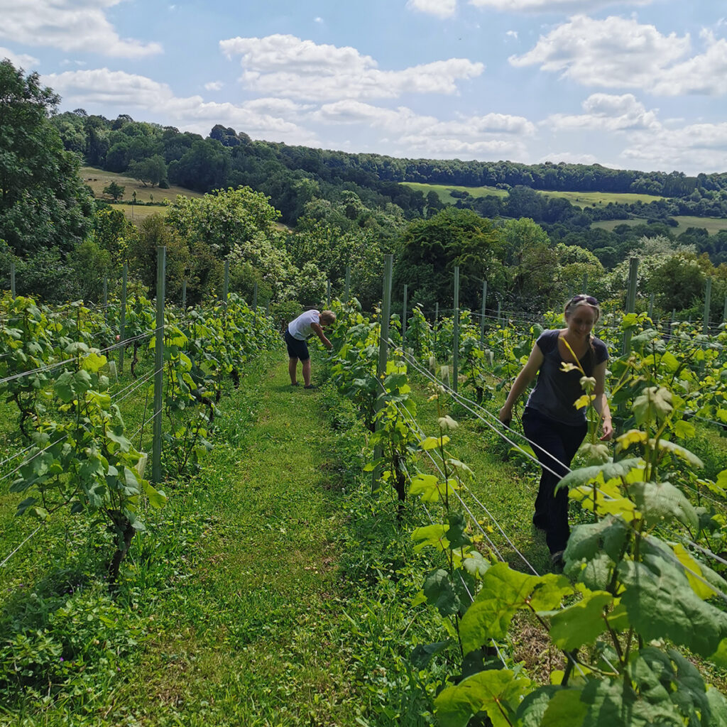 Vineyard Volunteers