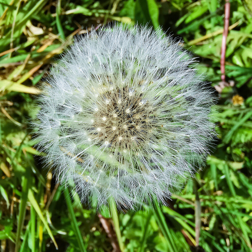 Dandylion