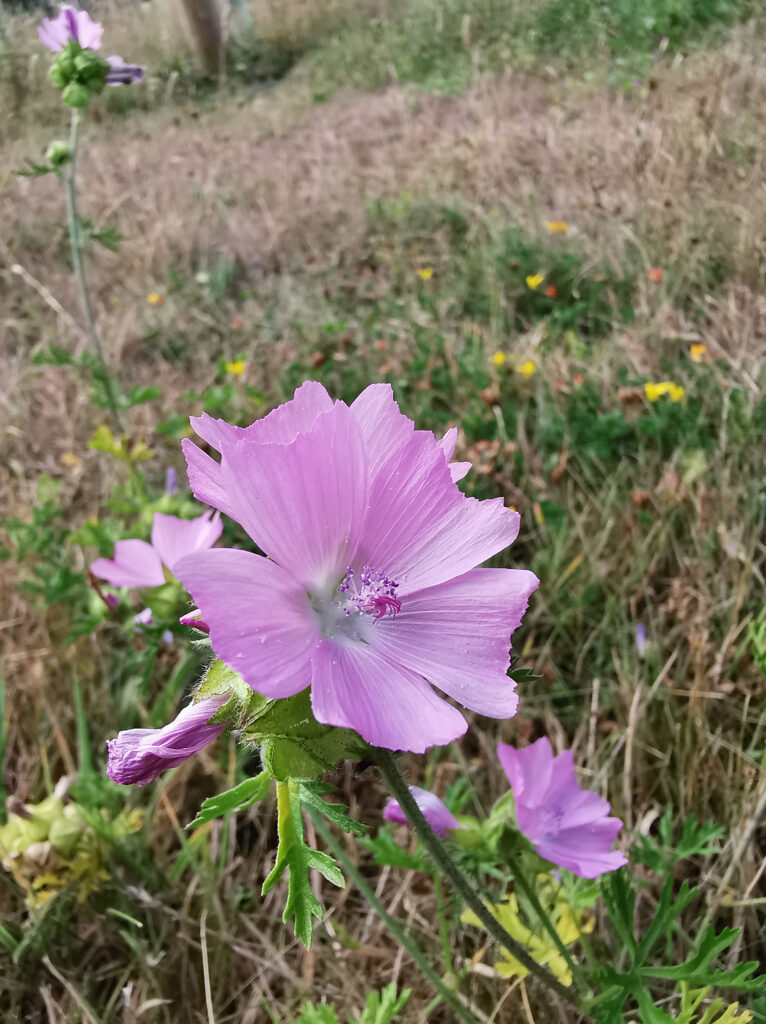 Wild Flower